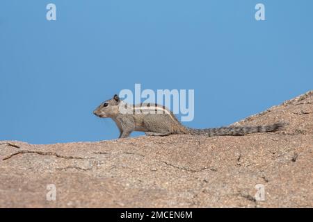 Indisches Palmenhörnchen oder dreigestreiftes Palmenhörnchen (Funambulus palmarum) in Hampi in Karnataka, Indien Stockfoto