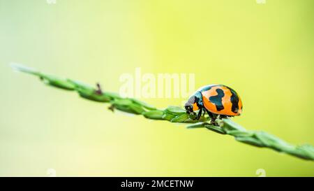 Rote Marienkäfer auf grünem Blatt und unscharfer Hintergrund. Stockfoto