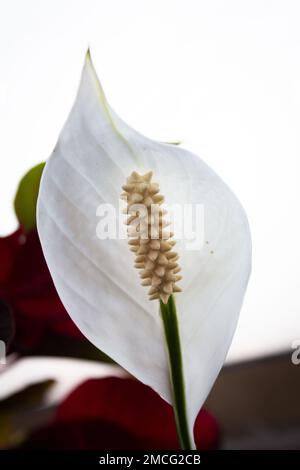 Eine wunderschöne weiße Peace Lilly Blume, gefangen zur goldenen Stunde! Stockfoto