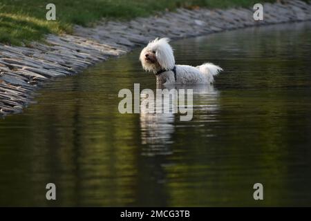 Weißer Hund, der im Wasser spielt, in einem öffentlichen Park, wahrscheinlich ein maltesischer bichon Pudel Mix Stockfoto