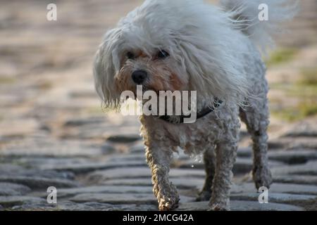 Nahaufnahme eines süßen weißen Hundes, wahrscheinlich ein maltesischer bichon-Pudel-Mix Stockfoto