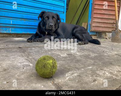 Lustiger schwarzer Hund, der darauf wartet, mit einem Tennisball zu spielen Stockfoto