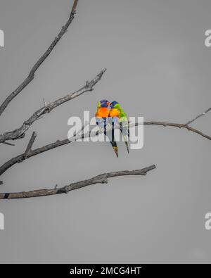 Ein Paar küssender Regenbogenloris (Trichoglossus moluccanus) in heller Farbe auf einfarbigem Hintergrund. Stockfoto