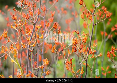 Herrlich farbenfrohe Sommershow mit australischen „Känguru-Pfoten“ (Anigozanthos sp.) Blumen in Canberra, Australian Capital Territory. Stockfoto