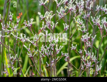 Herrlich farbenfrohe Sommershow mit australischen „Känguru-Pfoten“ (Anigozanthos sp.) Blumen in Canberra, Australian Capital Territory. Stockfoto