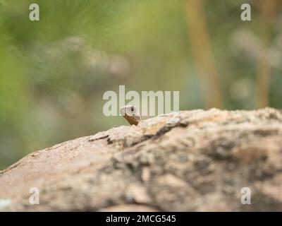 Ein kleiner Späher, ein junger Gippsland-Wasserdrache (Intellagama lesueurii howitti), sticht seinen Kopf hinter einem Schutzfelsen heraus. Stockfoto