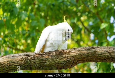 Ein schwefelhaltiger Kakadu (Cacatua galerita) versucht, seinen Schnabel von klebrigen Fruchtrückständen zu säubern. Stockfoto
