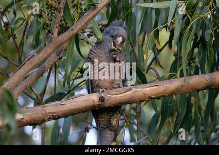 Eine weibliche Gang-Gang-Kakadu (Callocephalon fimbriatum), die sich von Gumminüssen in einem Eukalyptusbaum ernährt. Stockfoto