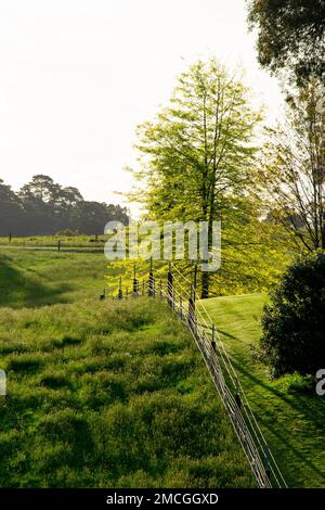 Üppig grüne Frühlingslandschaft am Abend Stockfoto