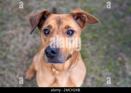Porträt eines niedlichen braunen Hundes Stockfoto