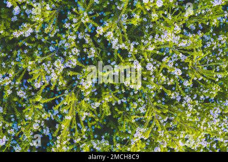 Wunderschöner Blumenhintergrund. Cape May Pflanze (Coleonema Album), ein attraktiver immergrüner Strauch mit winzigen Blütenblüten Nahaufnahme, Vollformat Stockfoto