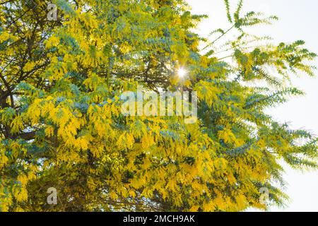 Akazienbaum, auch bekannt als Mimosa, Dornbaum oder Klabutieren, in voller Blüte. Hellgrüne Blätter und leuchtend gelbe Kugelköpfe blühen gegen durchsichtige Stockfoto