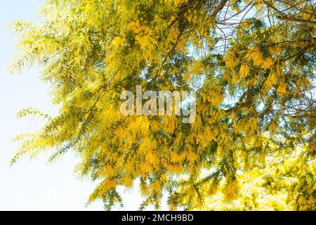 Akazienbaum, auch bekannt als Mimosa, Dornbaum oder Klabutieren, in voller Blüte. Hellgrüne Blätter und leuchtend gelbe Kugelköpfe blühen gegen durchsichtige Stockfoto