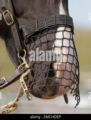Pferd mit Nasennetz über seinem Maulkorb. Stockfoto
