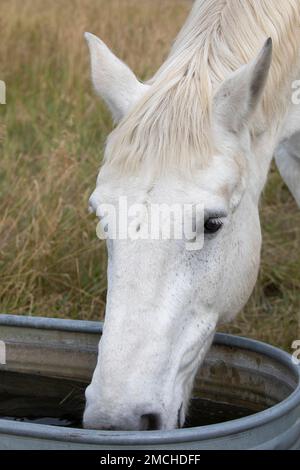 Percheron-Zugpferd, das auf einer Ranch in Alberta, Kanada, aus einem Wassertrog trinkt. Stockfoto