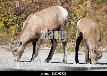 Dickhornschafe und Lamm, die auf einer Schotterstraße im Jasper National Park, Alberta, Kanada, Salz vom Boden ablecken. Ovis canadensis. Stockfoto