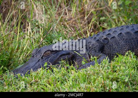 Nahaufnahme eines amerikanischen Alligators, der sich im Gras versteckt und schläft, Florida, USA Stockfoto