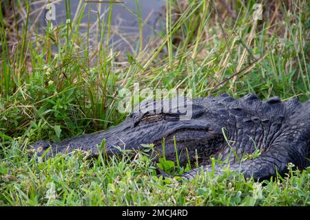 Nahaufnahme eines amerikanischen Alligators, der sich im Gras versteckt und schläft, Florida, USA Stockfoto