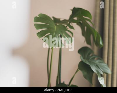 Vorderansicht eines Monstera-Werks in einem hellen Innenraum während des Tages. Stockfoto