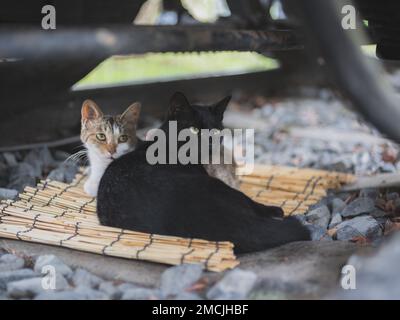 Streunende Katze unter dem Zug, schläft auf Bahngleisen in einem japanischen Park. Stockfoto