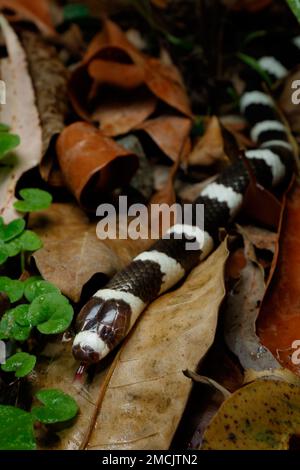 Bandy-Bandy-Schlange (Vermicella annulata), eine kleine, wühlende Elapide mit klar erkennbaren schwarz-weißen Streifen. Mebbin, NSW, Australien. Stockfoto
