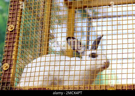 Ein hübsches und süßes blauäugiges Kaninchen im Käfig im Park. Süßes Tier im Käfig. Süßes Kaninchen im Park. Stockfoto