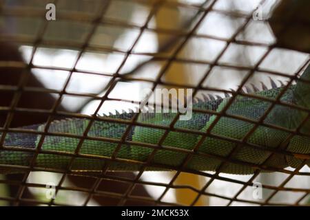 Selektiver Fokus auf den strukturierten Schwanz von Leguana. Stockfoto