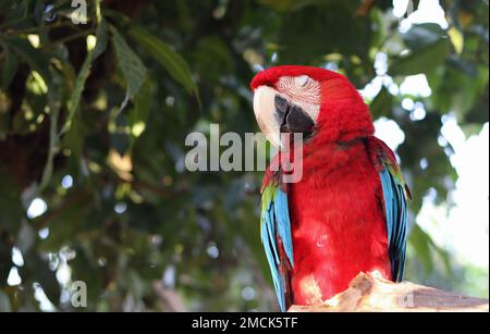 Nahaufnahme von Closed Eye Macaw Papagei. Macaw-Papagei mit grünem Hintergrund Stockfoto