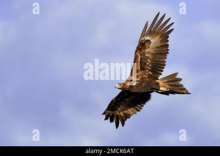 Wedge-Tailed Eagle (Aquila audax) im Flug gegen einen blauen Himmel. Bogangar, NSW, Australien. Stockfoto