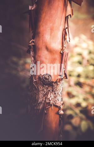 Arbutusbaum (Arbutus menzierii), Russell Island, British Columbia, Kanada Stockfoto