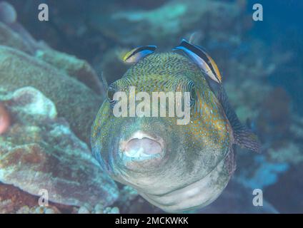 Riesenpufferfisch (Arothron stellatus) mit Blaureakputzer an der Reinigungsstation am Unterwasserkorallenriff von Bali Stockfoto