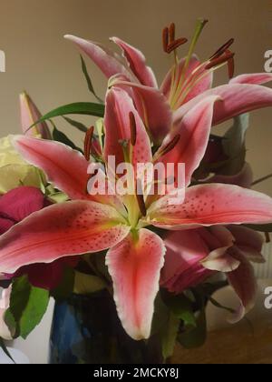 Eine vertikale Nahaufnahme von blühenden rosa Lilien in einer Vase an der Wand Stockfoto