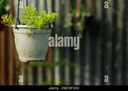 Aufnahmen des Sedum Albums „Coral Carpet“, auch bekannt als White Stonecrop, in einer Plastiktopf Nahaufnahme Stockfoto