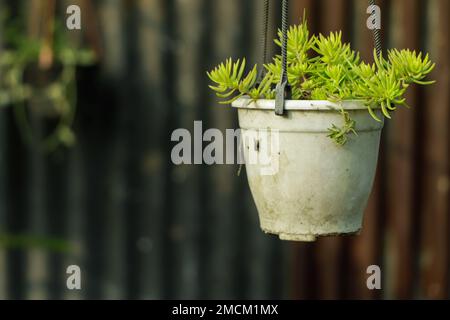 Aufnahmen des Sedum Albums „Coral Carpet“, auch bekannt als White Stonecrop, in einer Plastiktopf Nahaufnahme Stockfoto