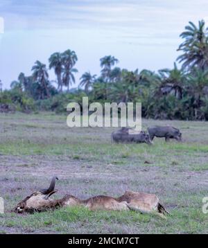 Dead Coke's Hartebeest, starb an Dürre, mit Warzenschweinen im Hintergrund, Amboseli-Nationalpark, Kenia, Afrika Stockfoto