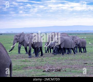 Herde afrikanischer Buschelefanten (Loxodonta africana), Amboseli-Nationalpark. Kenia, der sich durch Kadaver eines Tieres ausstellte, das 2022 durch Dürre getötet wurde Stockfoto