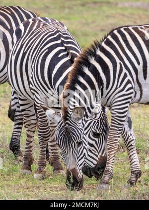 Zebras grasen, Amboseli Nationalpark, Kenia, Afrika Stockfoto