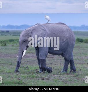 Das Rindereier (Bubulcus ibis) auf einem Elefanten, Amboseli-Nationalpark, Kenia, Afrika Stockfoto