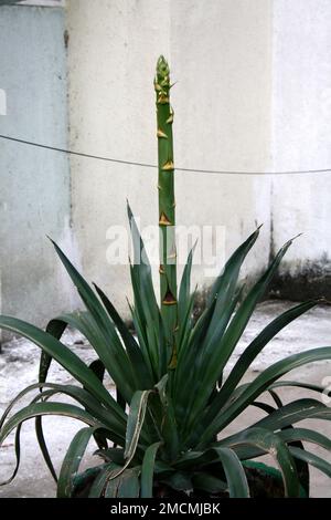 Wüstenagave (Agave Deserti) mit unterentwickeltem Blumenspitze: (Pix Sanjiv Shukla) Stockfoto