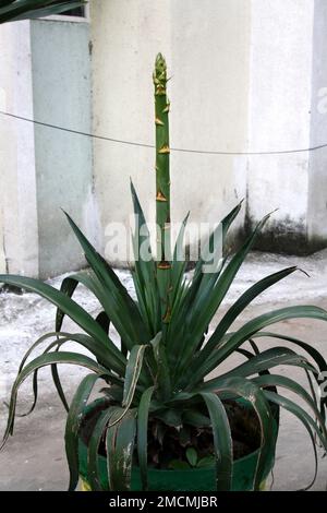 Wüstenagave (Agave Deserti) mit unterentwickeltem Blumenspitze: (Pix Sanjiv Shukla) Stockfoto