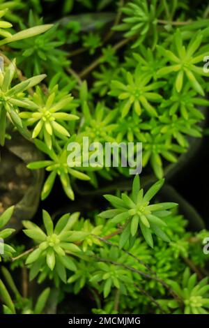 Aufnahmen des Sedum Albums „Coral Carpet“, auch bekannt als White Stonecrop, in einer Plastiktopf Nahaufnahme Stockfoto