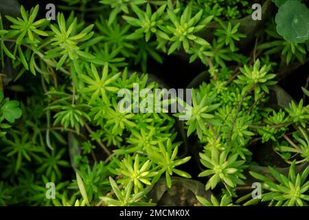 Aufnahmen des Sedum Albums „Coral Carpet“, auch bekannt als White Stonecrop, in einer Plastiktopf Nahaufnahme Stockfoto