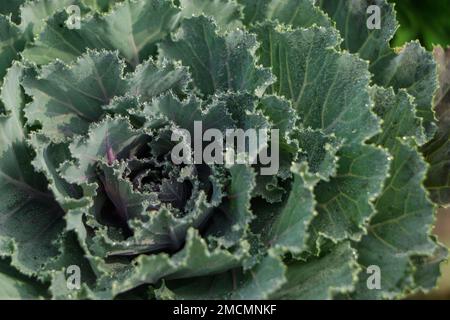 Wunderschöner dekorativer Purpurkohl mit hellen Magenta- und grauen Rüschenblättern im Garten. Stockfoto