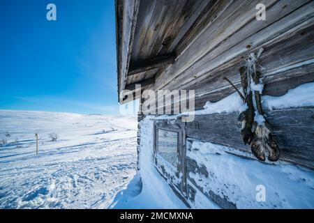 In Montellin maja offene Wildnishütte nahe Pallastunturi Fell, Muonio, Lappland, Finnland Stockfoto