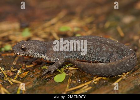 Natürliche Nahaufnahme eines terrestrischen europäischen Alpenmolchs, Ichthyosaura alpestris, der auf dem Boden liegt Stockfoto