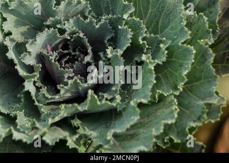 Foto einer Kleinpflanze eines dekorativen Kohls mit grünen Blättern Stockfoto
