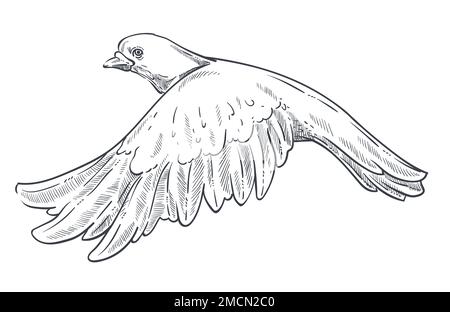 Taube oder Taube isolierte Tierskizze fliegender Vogel Stock Vektor