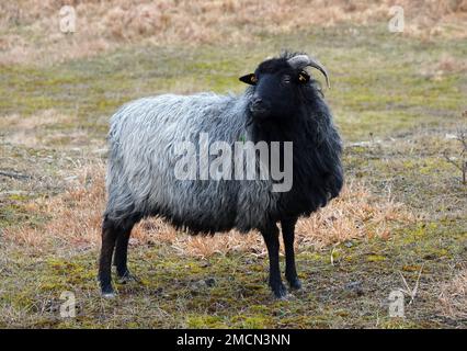 Deutsche graue Heidenschafe stehen in einer wilden Umgebung. Der deutsche Name dieser Rasse ist Heidschnucke. Das ist ein nordeuropäisches kurzschwanzschafe-wi Stockfoto