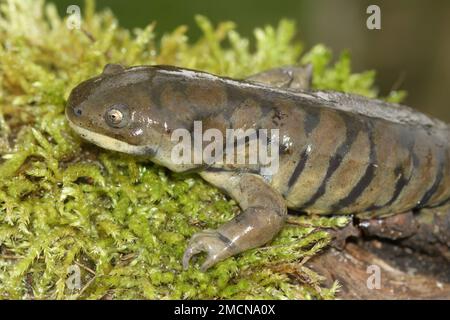 Detaillierte Nahaufnahme eines erwachsenen Tigersalamanders, Ambystoma tigrinum auf grünem Moos Stockfoto