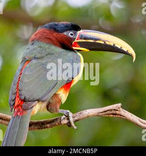 Kastanienohr-Aracari (Pteroglossus castanotis), Portrait, Pouso Alegre, Mato Grosso, Brasilien. Stockfoto